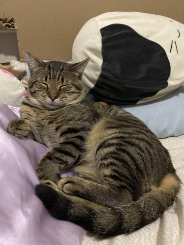 Lost Male Cat last seen Weigle's , Knoxville, TN 37918