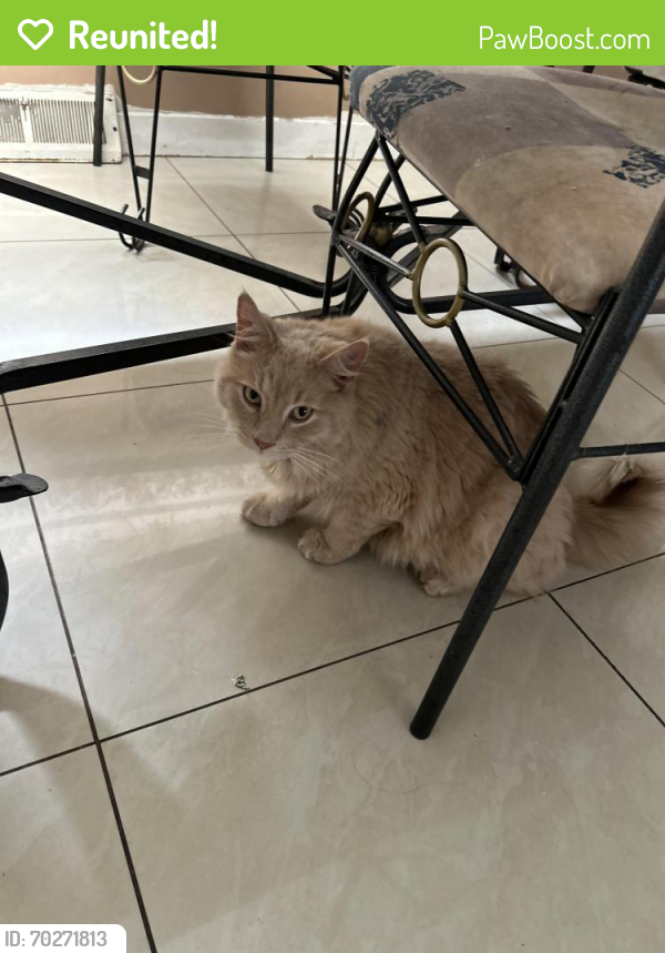 Reunited Male Cat last seen Lincoln and Meadow, Addison, IL 60101