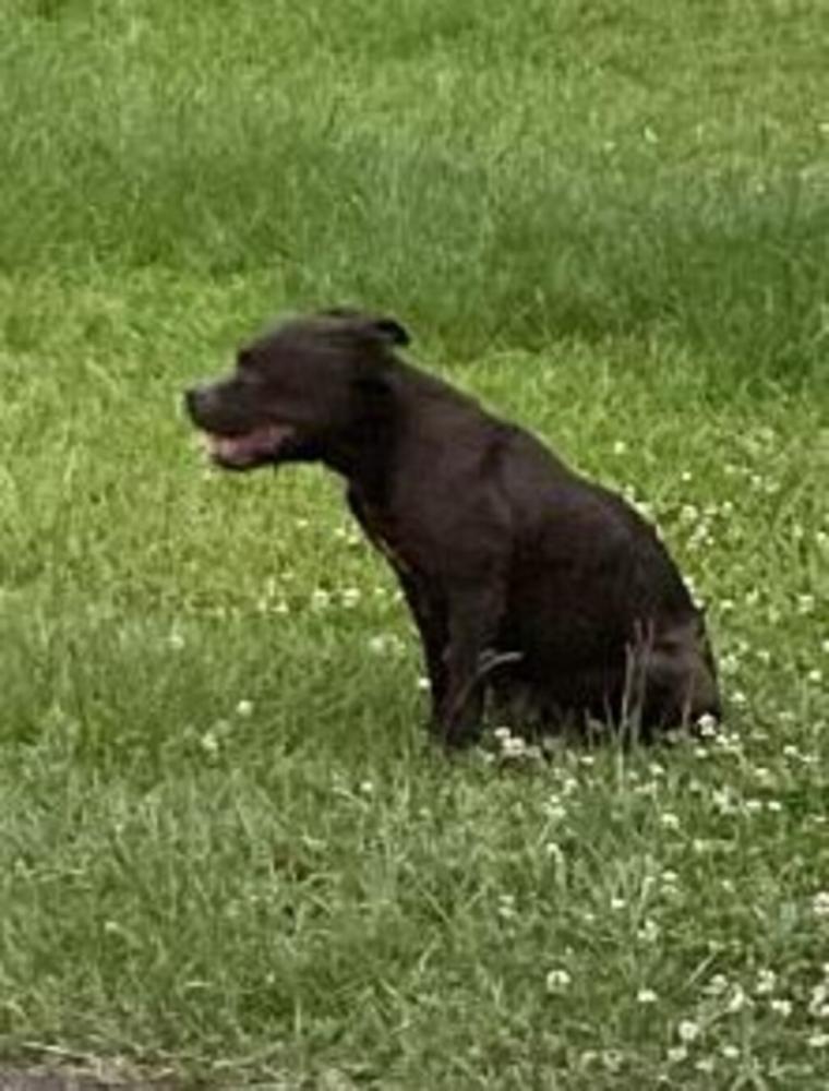 Shelter Stray Female Dog last seen Near Rue Massie, BROUSSARD, LA, 70518, Lafayette, LA 70507