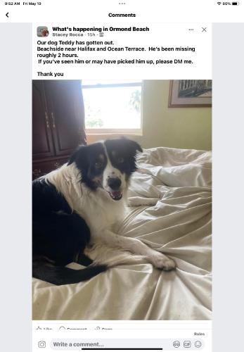 Lost Male Dog last seen Beachside near Halifax and Ocean Terrace, Ormond Beach, FL 32175