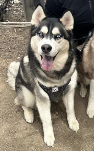 Lost Male Dog last seen Panama Lane & Mountain Ridge , Bakersfield, CA 93313