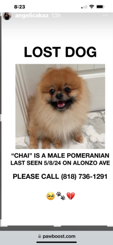 Lost Male Dog last seen Alonzo Av and Green Meddow Dr in Encino Ca 91316, Los Angeles, CA 91316