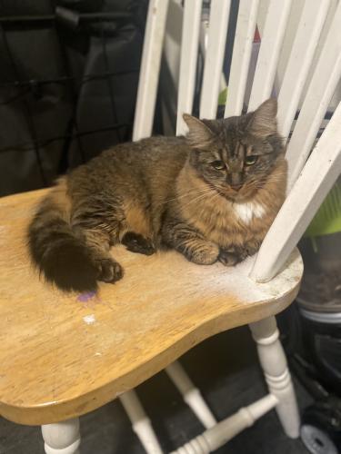 Lost Female Cat last seen 34th st and chester ave, Bakersfield, CA 93301