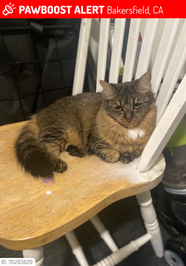 Lost Female Cat last seen 34th st and chester ave, Bakersfield, CA 93301