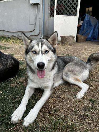 Lost Female Dog last seen Florin Rd. , Sacramento, CA 95822