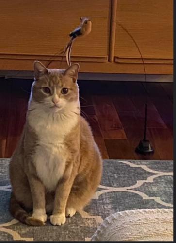 Lost Male Cat last seen Near S Delaware Ave and Fernwood Ave, Milwaukee, WI 53207