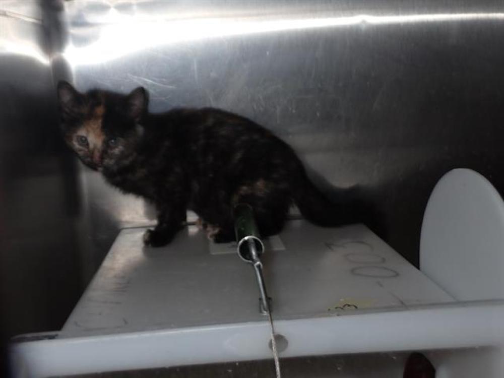 Shelter Stray Female Cat last seen ST PETERS, St. Peters, MO 63376
