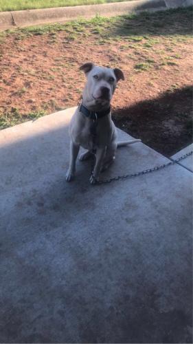 Lost Male Dog last seen 36th and prospect, Oklahoma City, OK 73111