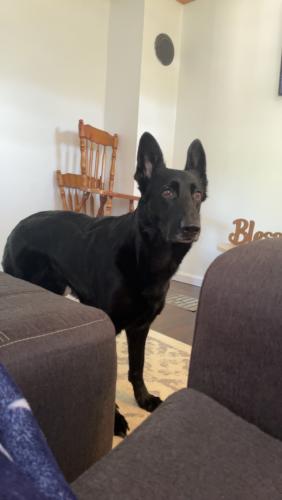 Lost Female Dog last seen Blackwater, Virgina, Scott County, VA 24277