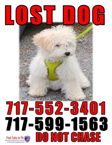 Lost Female Dog last seen Near Blk Molly Pitcher Hwy (Rt 11) near Final Drive Auto Sales, Shippensburg, PA 17257