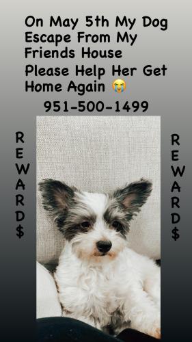 Lost Female Dog last seen 105th between Vermont & Budlong Ave, Los Angeles, CA 90303