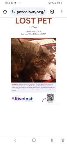 Lost Male Cat last seen Union&Tacoma, Tulsa, OK 74107
