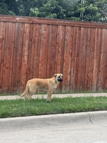 Lost Male Dog last seen Beach and golden triangle , Keller, TX 76244