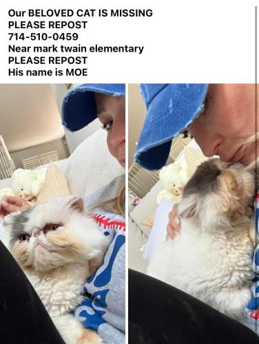 Lost Male Cat last seen Mark Twain Elementary, Riverside, CA 92508