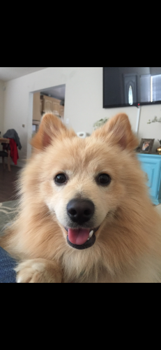 Lost Male Dog last seen Willow and Santa Fe, Long Beach, CA 90810