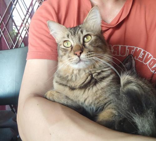Lost Male Cat last seen Taman Setapak Indah, Kuala Lumpur, Wilayah Persekutuan Kuala Lumpur 53100