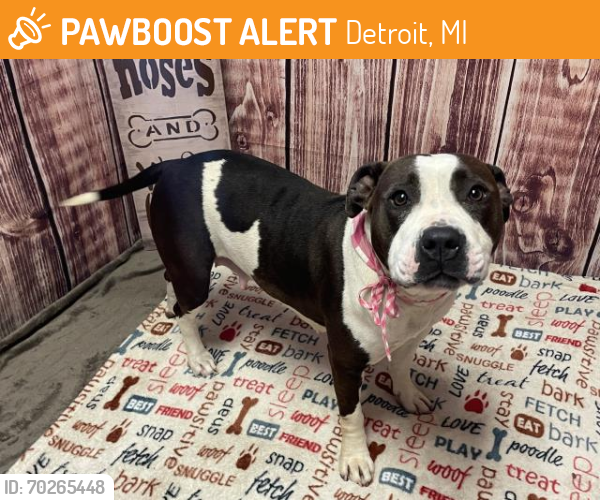 Shelter Stray Female Dog last seen LINWOOD/M-10, DETROIT, MI 48238, Detroit, MI 48211