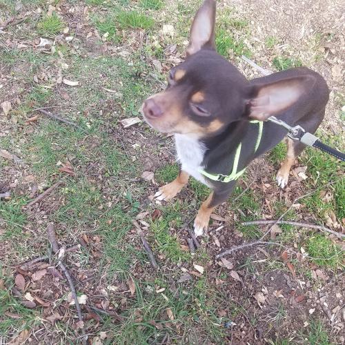 Lost Male Dog last seen Sherman/Edgewood Ave, New Haven, CT 06511