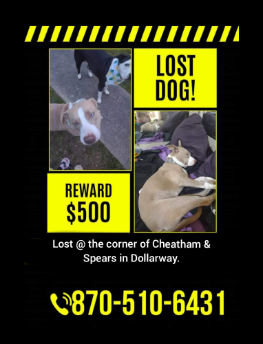 Lost Female Dog last seen Cheatham and Spears near super one in dollarway, Pine Bluff, AR 71602