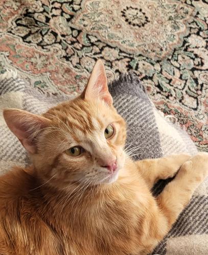 Lost Male Cat last seen Streamview and Spa Street , San Diego, CA 92105