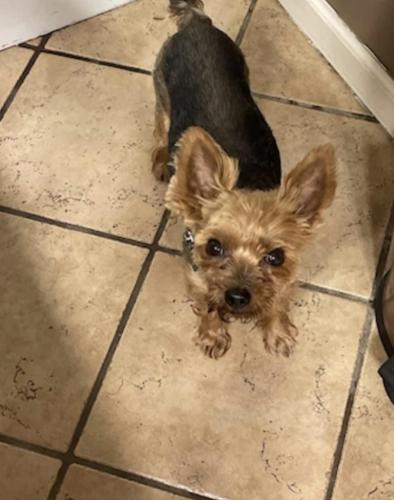 Lost Male Dog last seen J and G Market , Knox County, KY 40734