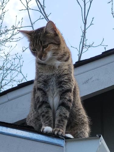 Lost Female Cat last seen Clayton Road and Matheson Road, Concord, CA 94521