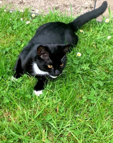 Lost Male Cat last seen Chadwell Heath station, Greater London, England RM8 1SW