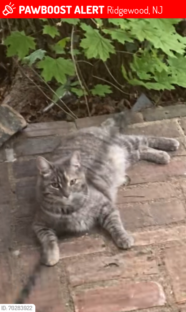 Lost Female Cat last seen East Glen Ave, Ridgewood, NJ 07450