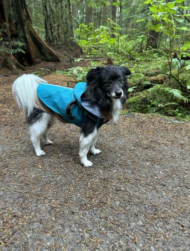 Lost Male Dog last seen 47th and Willow near Tisdall Park, Vancouver, BC V6P 3P7