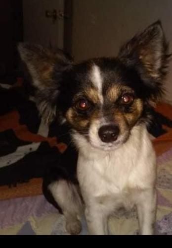 Lost Female Dog last seen Rodges and shady grove, Irving, TX 75060