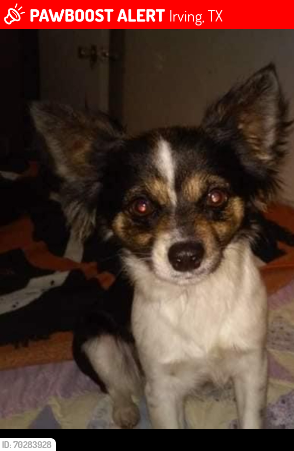 Lost Female Dog last seen Rodges and shady grove, Irving, TX 75060