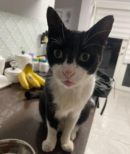 Lost Male Cat last seen NW 1st ave, Fort Lauderdale, FL 33309