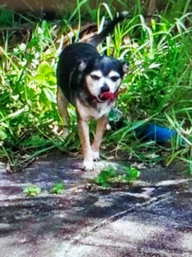 Lost Female Dog last seen Busway 160 5th Street Southwest, Miami, FL 33157