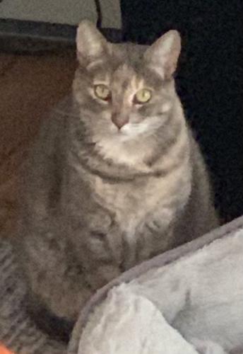Lost Female Cat last seen Long Island Ave and Broadway, Holtsville, NY 11742