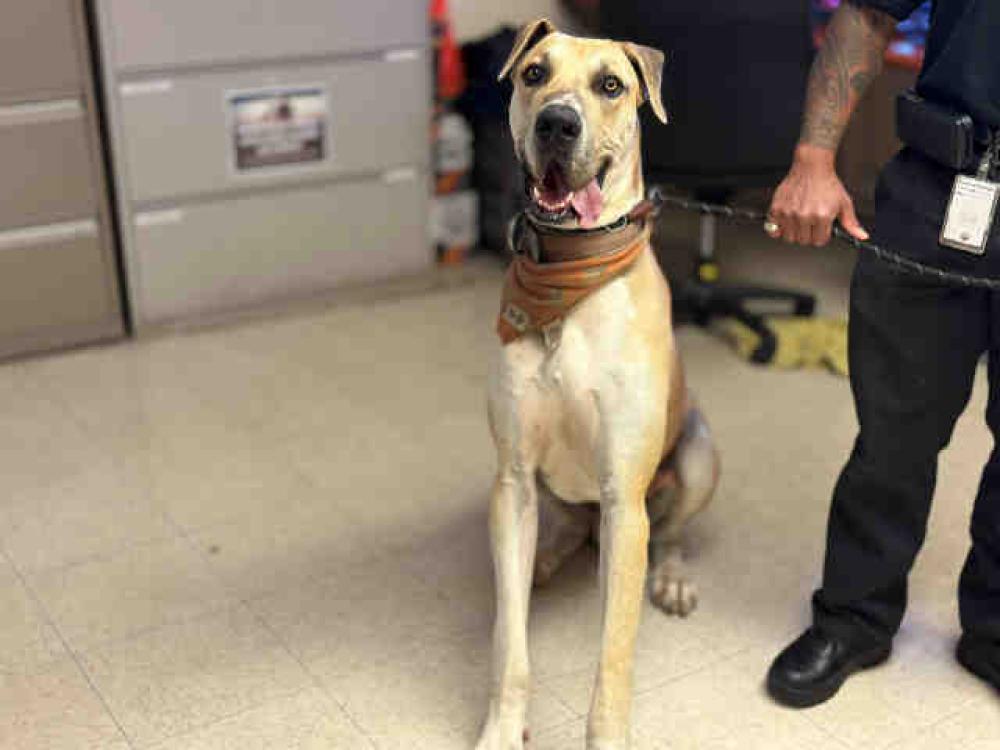 Shelter Stray Male Dog last seen , Bonita, CA 91902