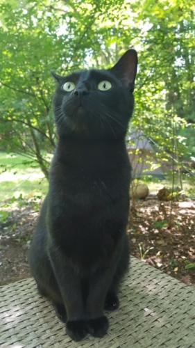 Lost Male Cat last seen Route 20 and Hale View Drive, Granby, CT 06035