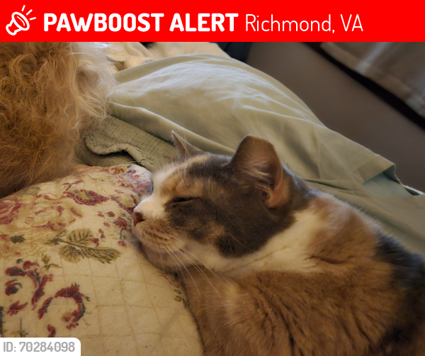 Lost Female Cat last seen Roanoke Street, , Richmond, VA 23225