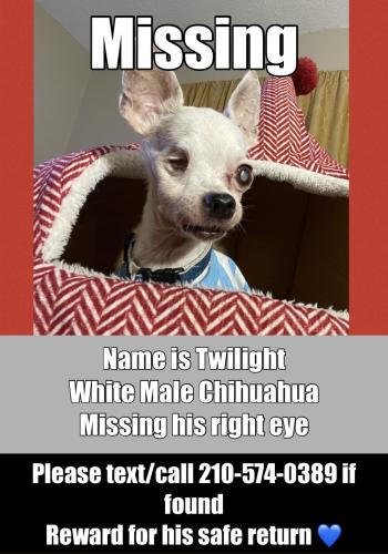 Lost Male Dog last seen Near NW Loop 410 , San Antonio, TX 78213
