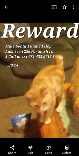 Lost Male Cat last seen Forinash rd & Rt19N, Weston, WV 26452