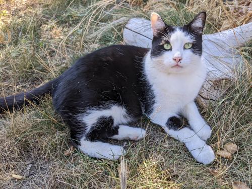 Lost Male Cat last seen Abriendo Ave. and Idaho Ave., Pueblo, CO 81004