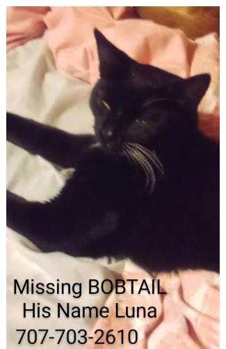 Lost Male Cat last seen 33rd St longview, Longview, WA 98632