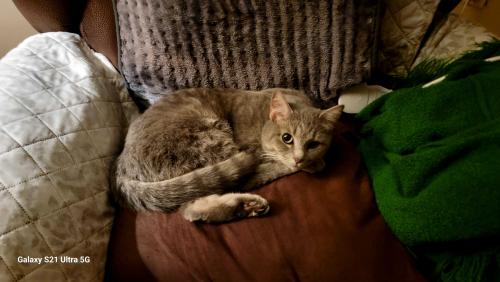Lost Female Cat last seen Paul Samuel and Kennesaw Due West, Kennesaw, GA 30152