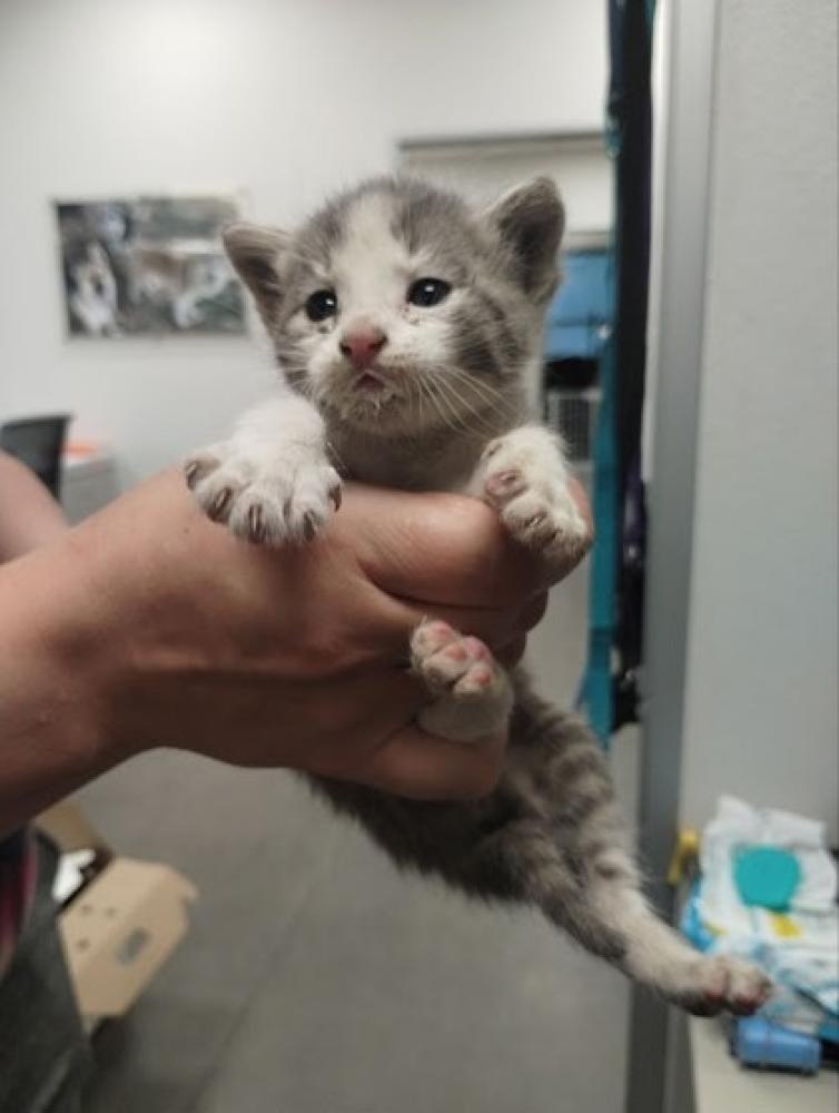 Shelter Stray Male Cat last seen Fresno, CA 93706, Fresno, CA 93706