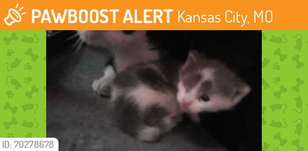 Shelter Stray Male Cat last seen 37th St. and Tracy Ave., 64109, MO, Kansas City, MO 64132
