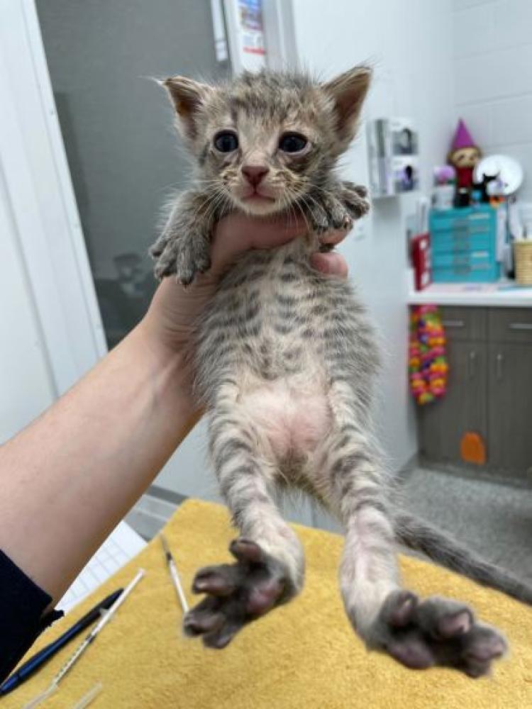 Shelter Stray Male Cat last seen Near Locust St KCMO 64131, 64131, MO, Kansas City, MO 64132