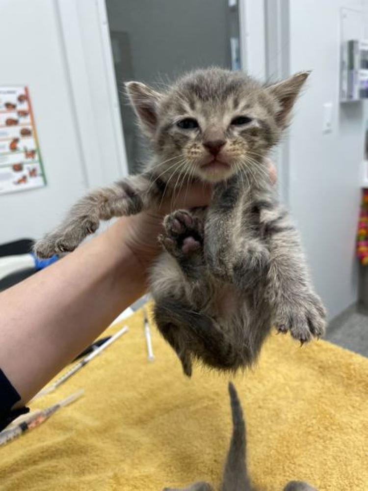 Shelter Stray Male Cat last seen Near Locust St KCMO 64131, 64131, MO, Kansas City, MO 64132