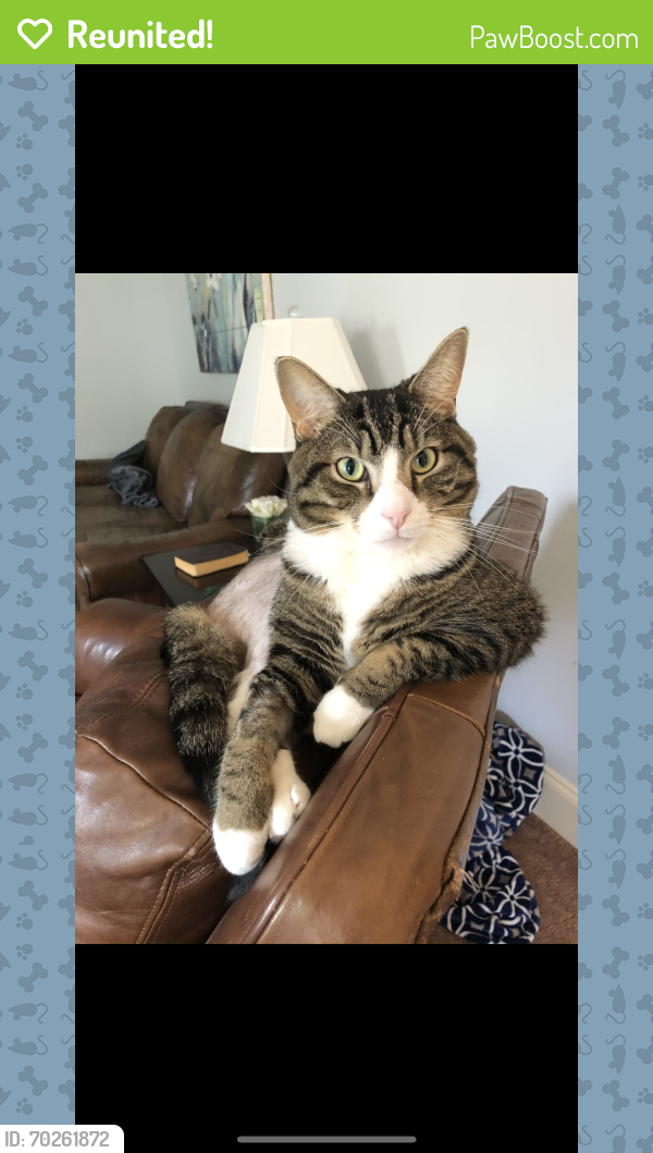 Reunited Male Cat last seen Near Perry creek and Louisburg Road. Raleigh, NC  27616, Raleigh, NC 27616