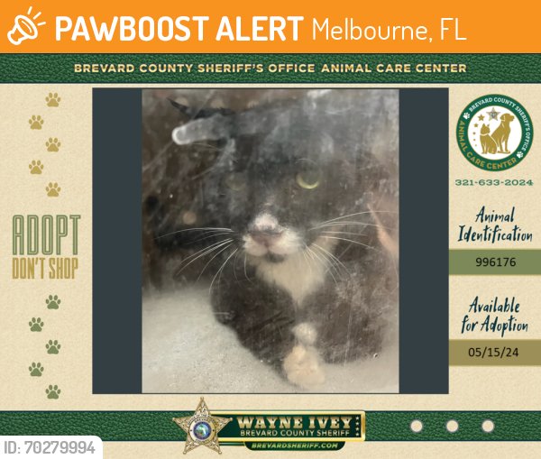 Shelter Stray Male Cat last seen Near Date Palm Street, COCOA, FL, 32927, Melbourne, FL 32934