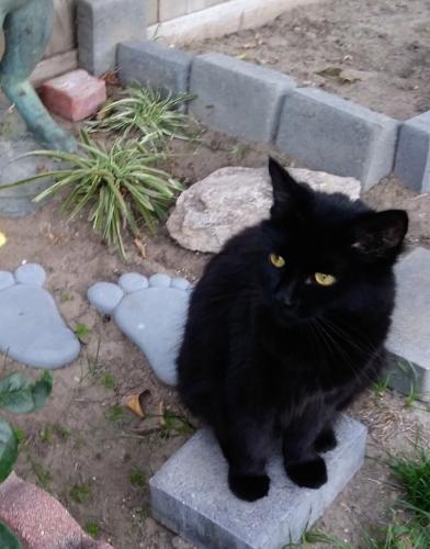 Lost Female Cat last seen Garfield and Bushard, Huntington Beach, CA 92646