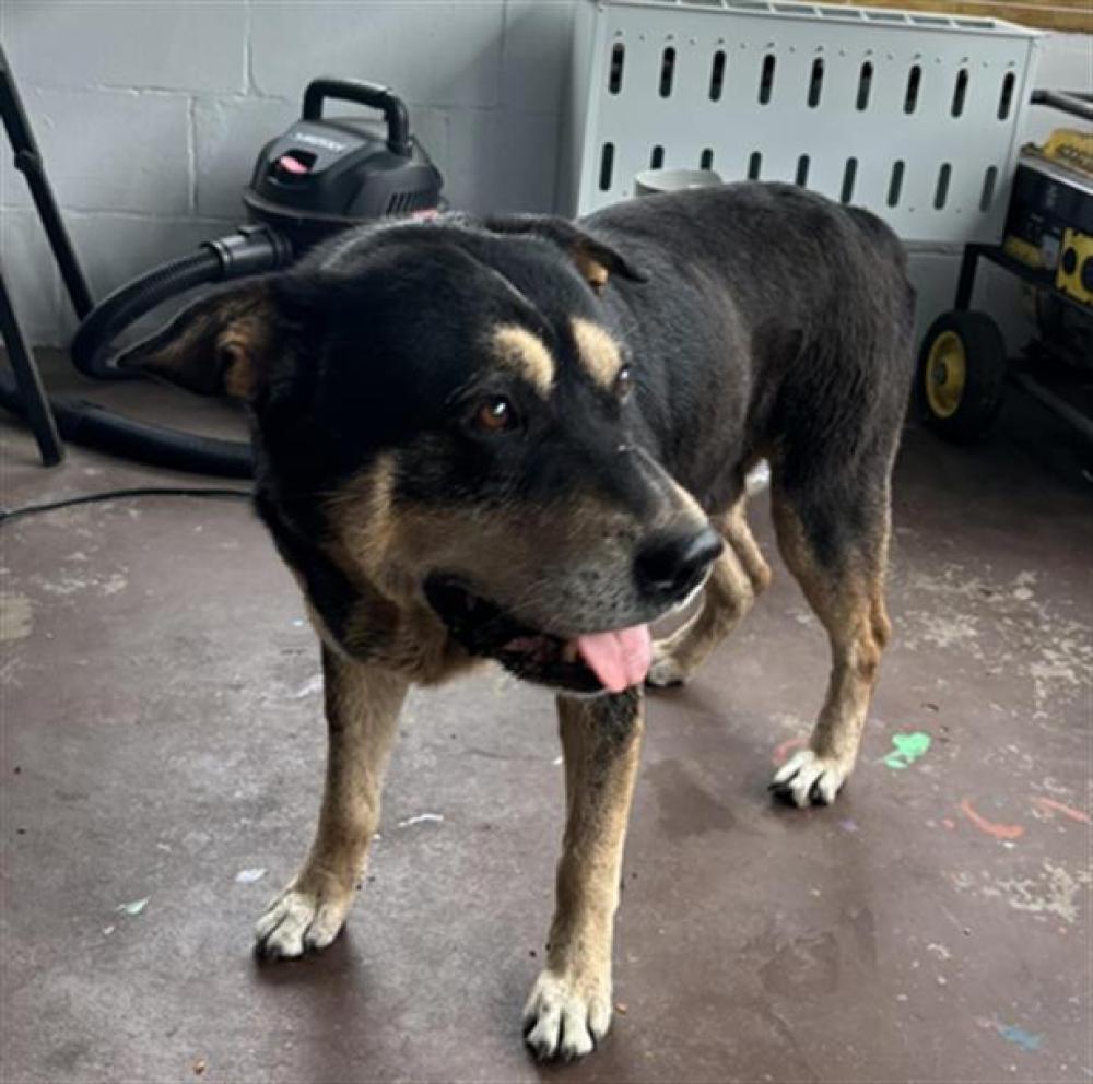 Shelter Stray Male Dog last seen PIONEER TRAIL/SEMINOLE TRAIL LEESBURG, Tavares, FL 32778